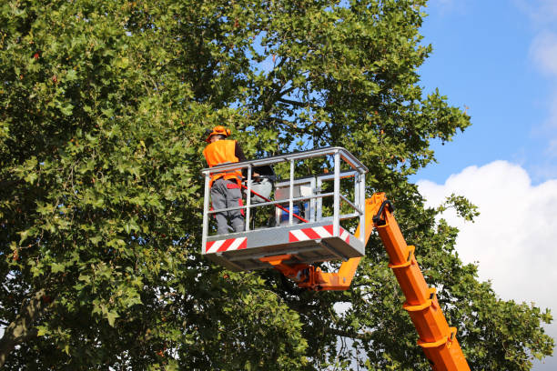 Best Tree Cabling and Bracing  in Oronogo, MO